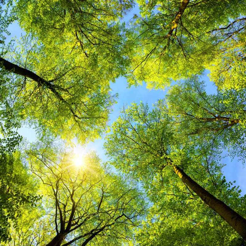 Branch Out During Fayetteville Tree Week