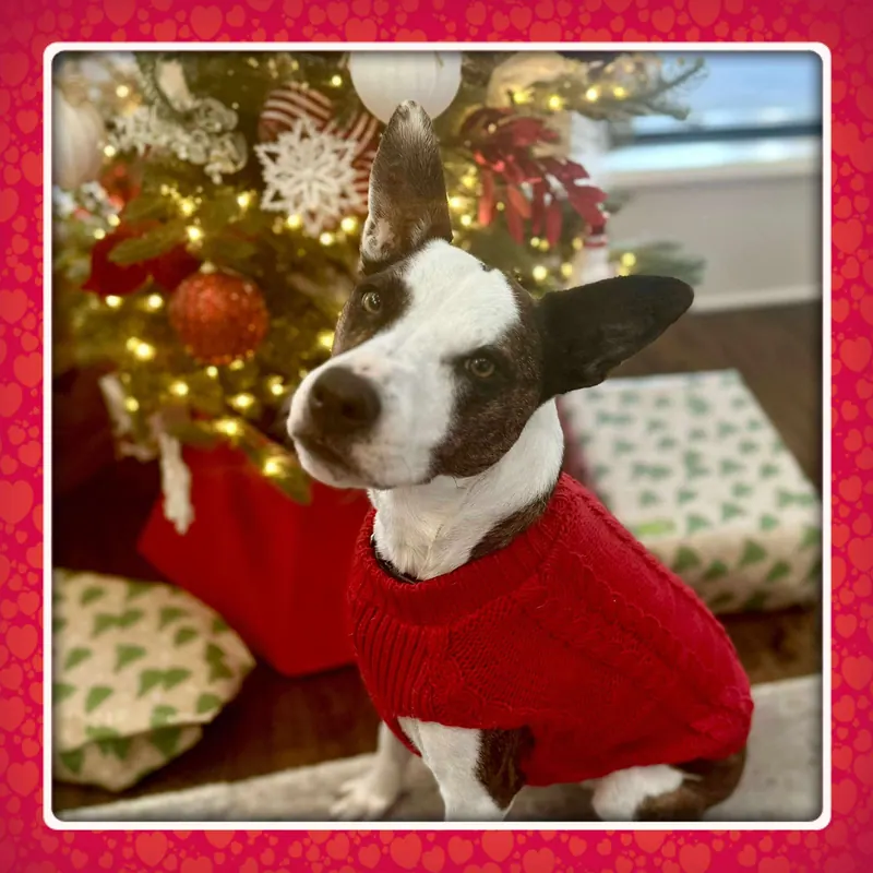 Santa Paws Comes to Best Friends Pet Resource Center