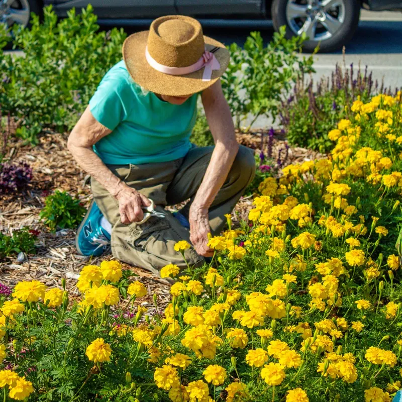 Dig Into Spring at the Botanical Garden of the Ozarks Plant Sale