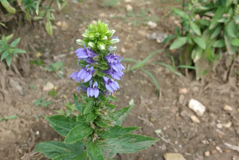 Turn Your Yard Into a Native Plant Landscape with This Free Talk at Fayetteville Public Library