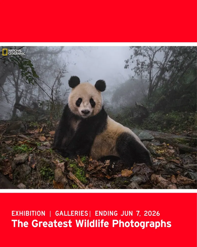 National Geographic’s Wildlife Photography Exhibit at the Momentary Won’t Be Up Much Longer