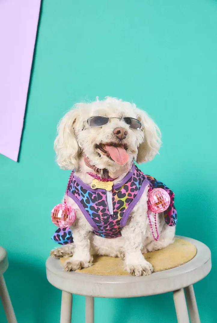 Pet Film Festival Takes Over The Momentary with Panels, Pups, and an Outdoor Screening