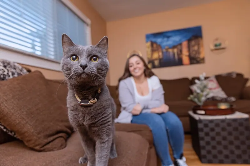 Kitty Bingo Brings a Feline Twist to Game Night