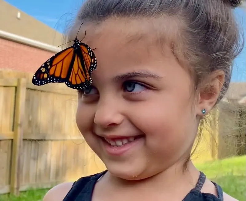 Monarch Flight Festival Wings Its Way Into Downtown Springdale