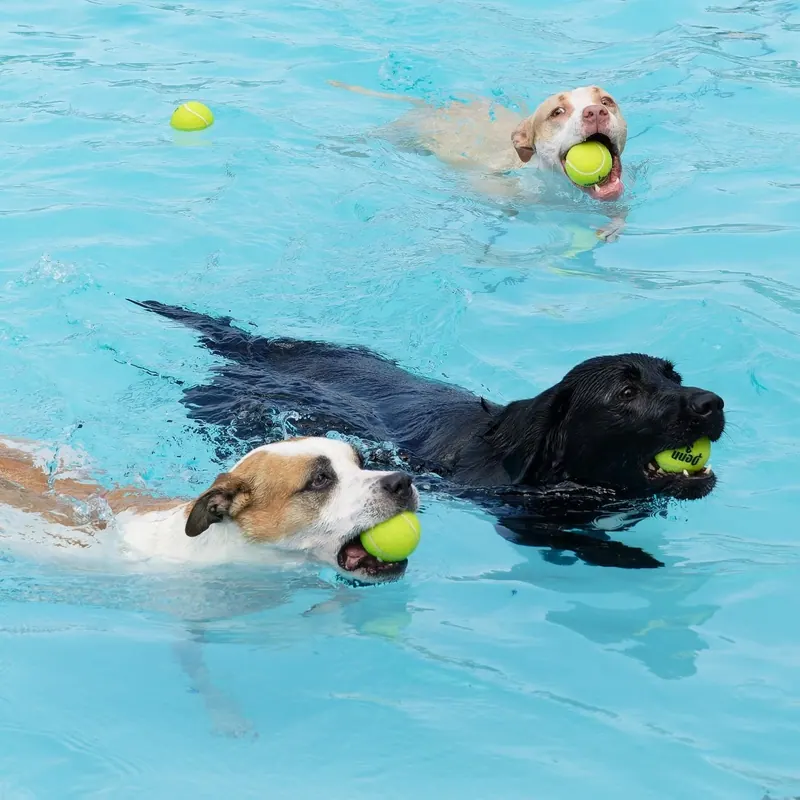 Bella Vista Dogs Take Over Kingsdale Pool for a Final Splash