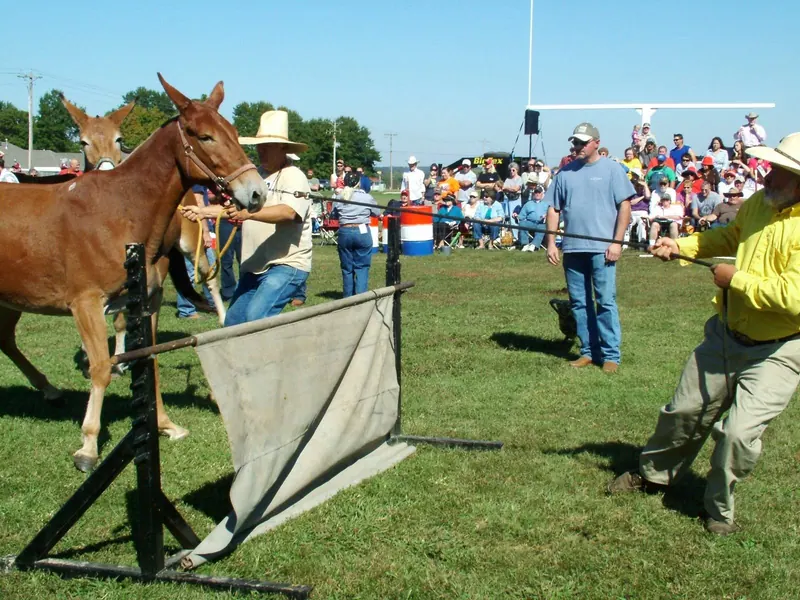 Burlap Hurdles Await 40+ Mules at the 37th Annual Pea Ridge Mule Jump