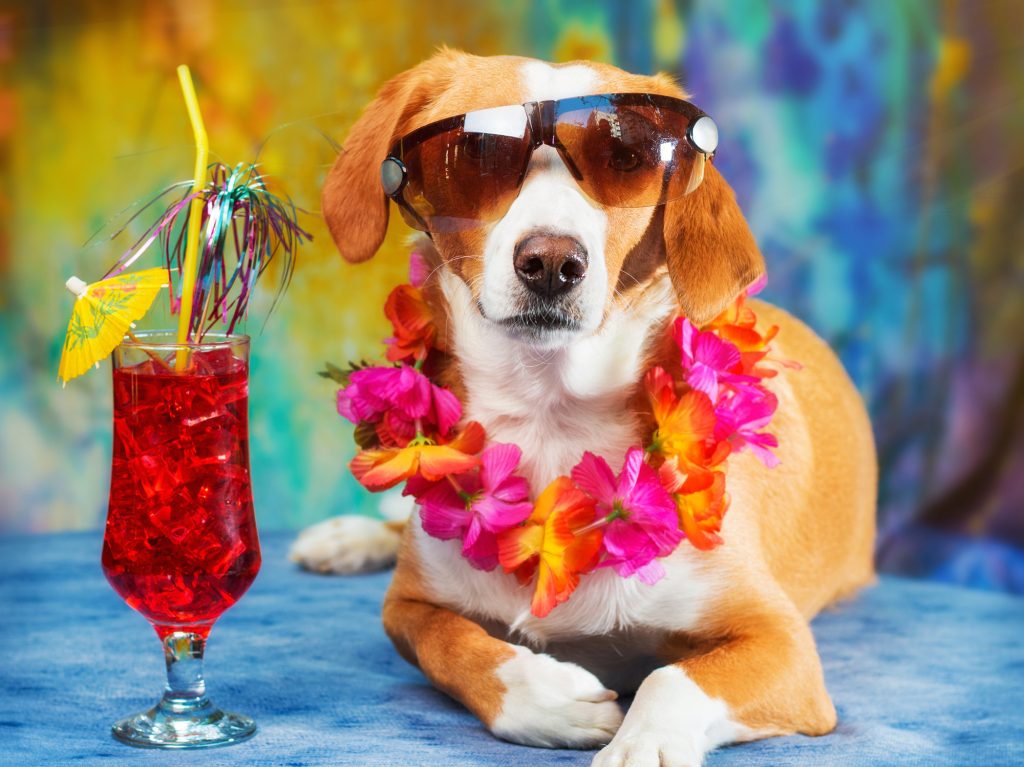 Luau-for-the-Dogs