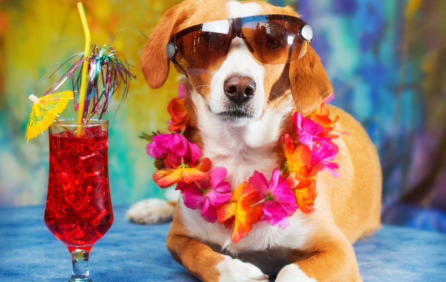 Luau-for-the-Dogs