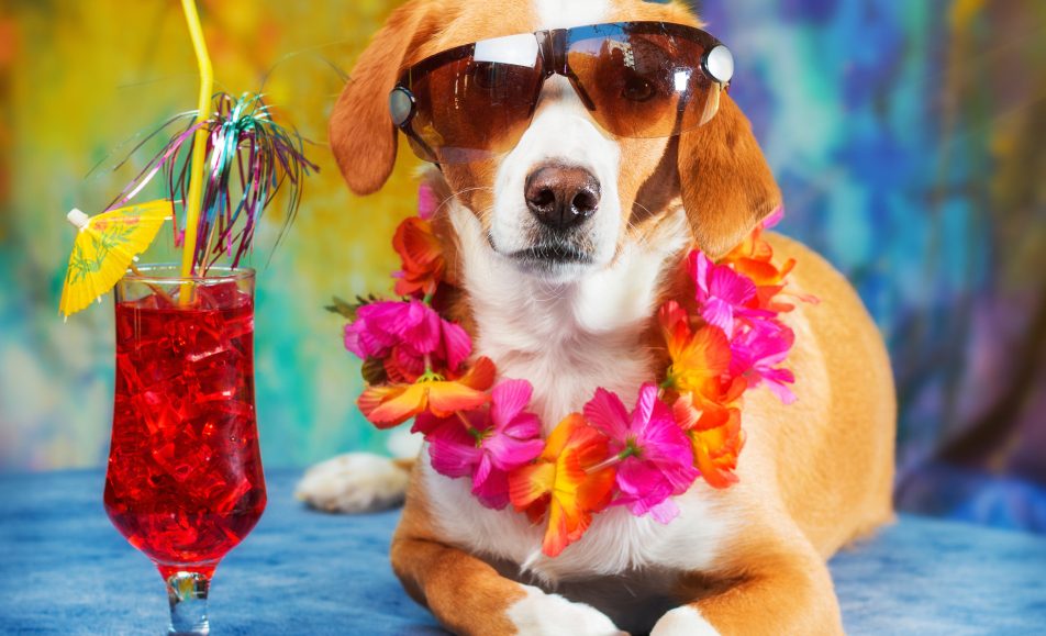 Luau-for-the-Dogs