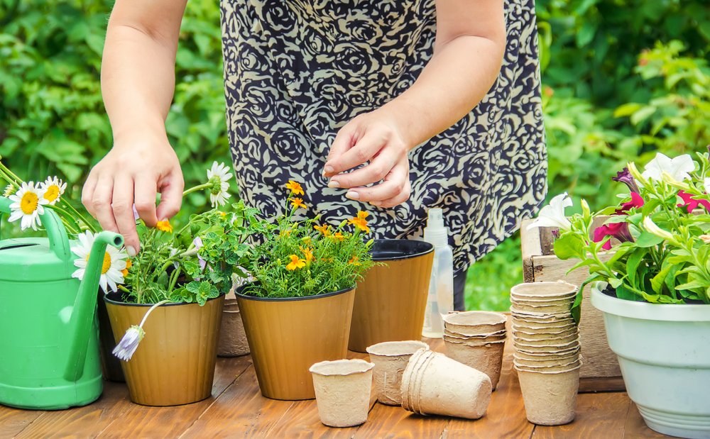 Calling All Green Thumbs to the Ozark Plant Swap