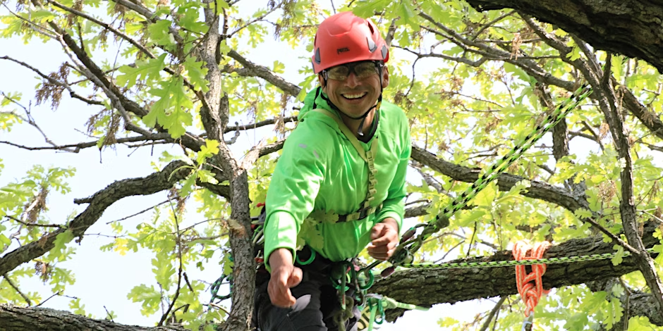 Tree Climbing Competition